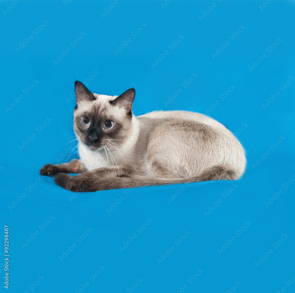 Thai white cat lies on blue
