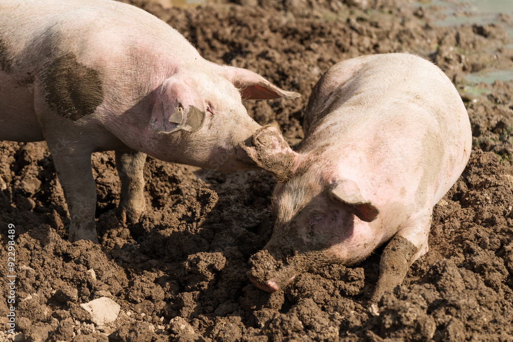 Glückliche Schweine Glückliche Schweine