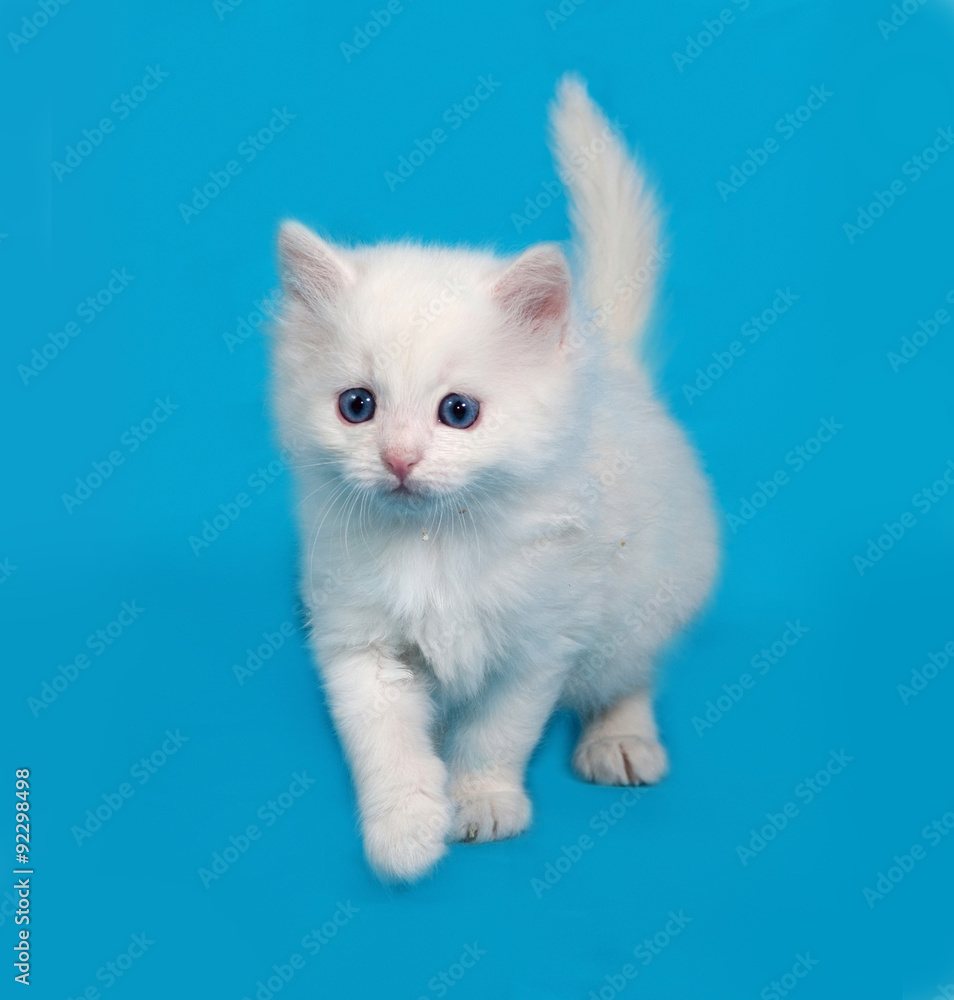 White fluffy kitten going on blue White fluffy kitten going on blue