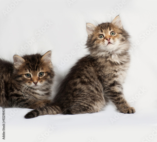 Fototapeta Naklejka Na Ścianę i Meble -  Two fluffy Siberian striped kitten lies on gray