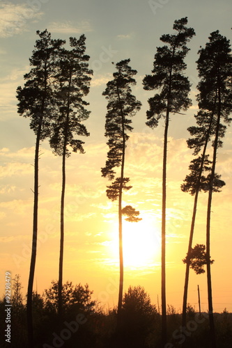 beautiful tall pine trees at sunset