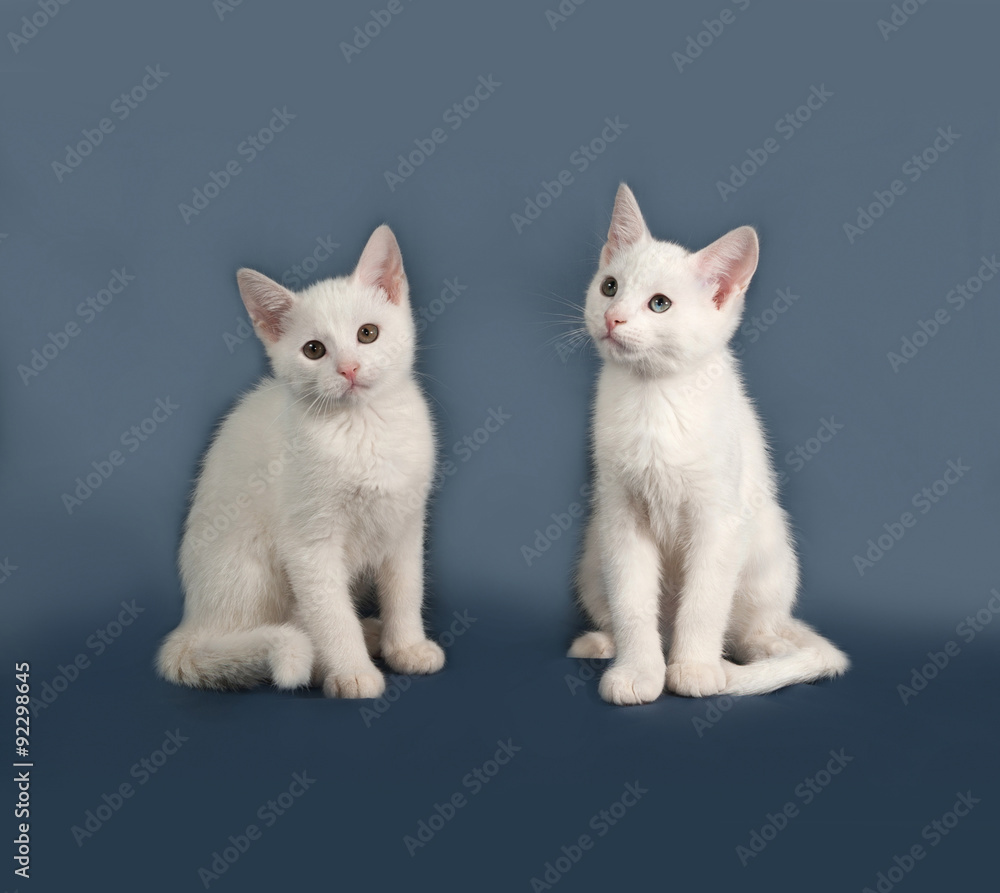 Two small white kitten sitting on gray