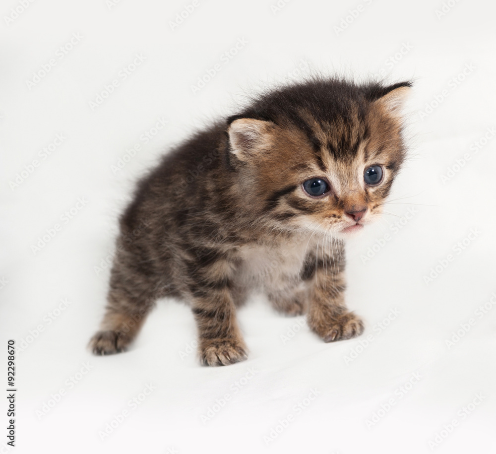 Little tabby kitten standing on gray