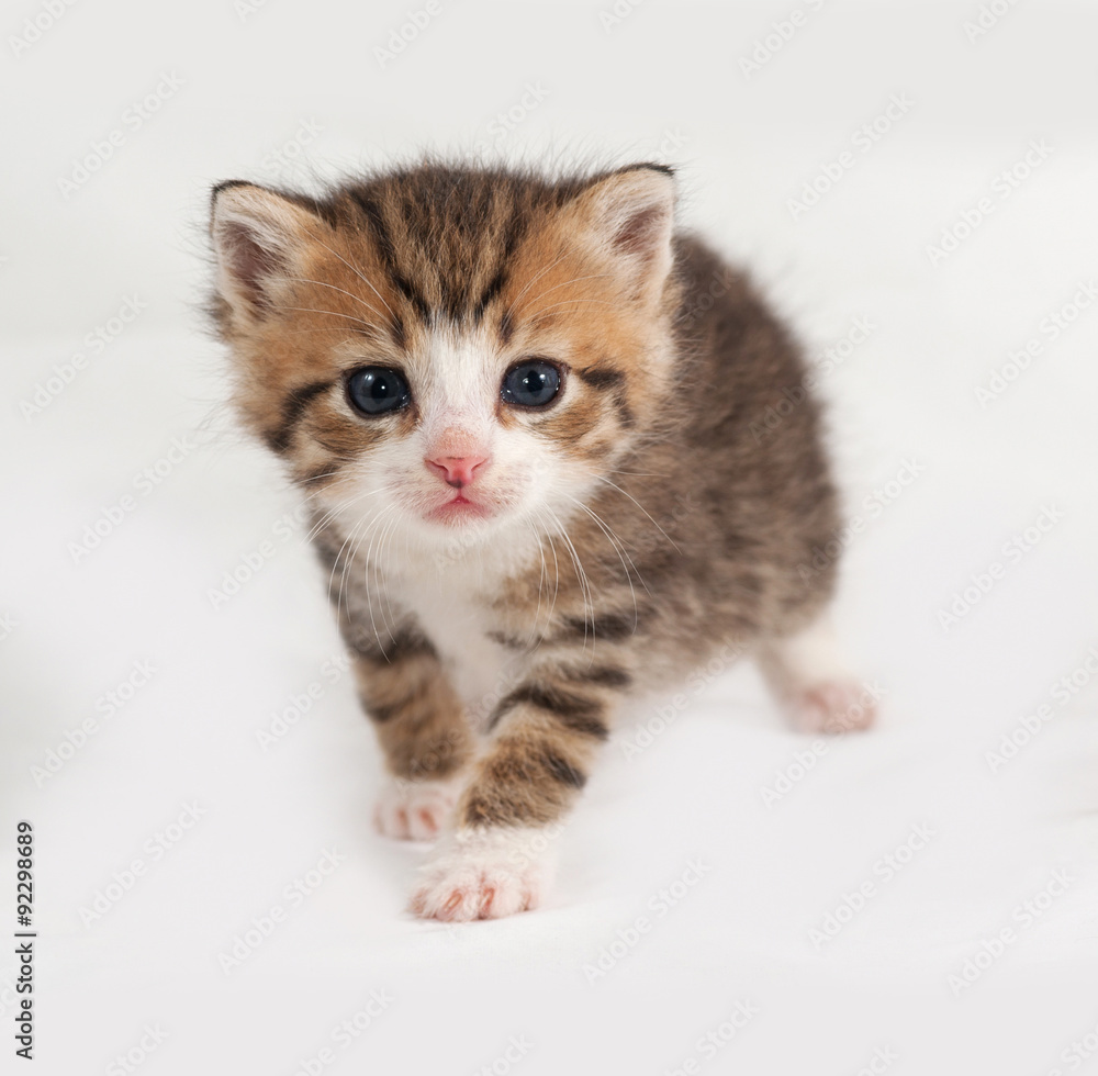 Small striped and red kitten standing on gray