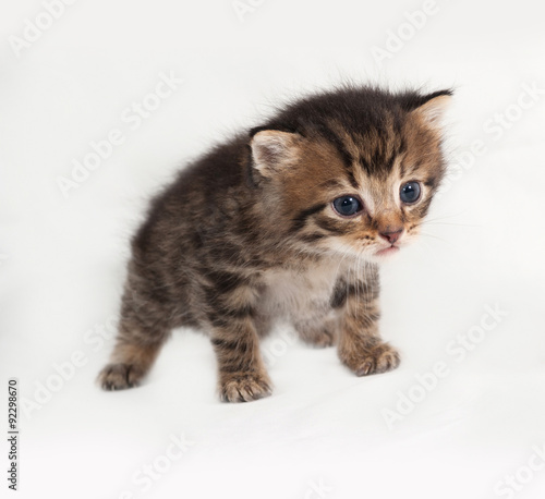 Little tabby kitten standing on gray