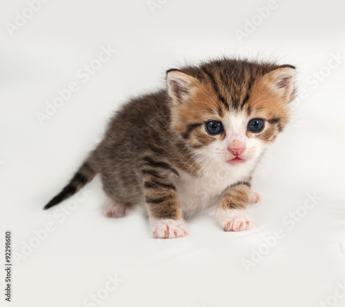 Small striped and red kitten standing on gray