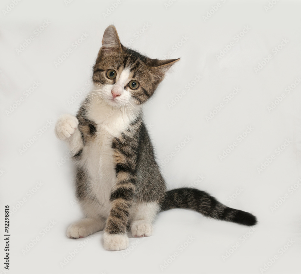 Striped and white kitten playing on gray