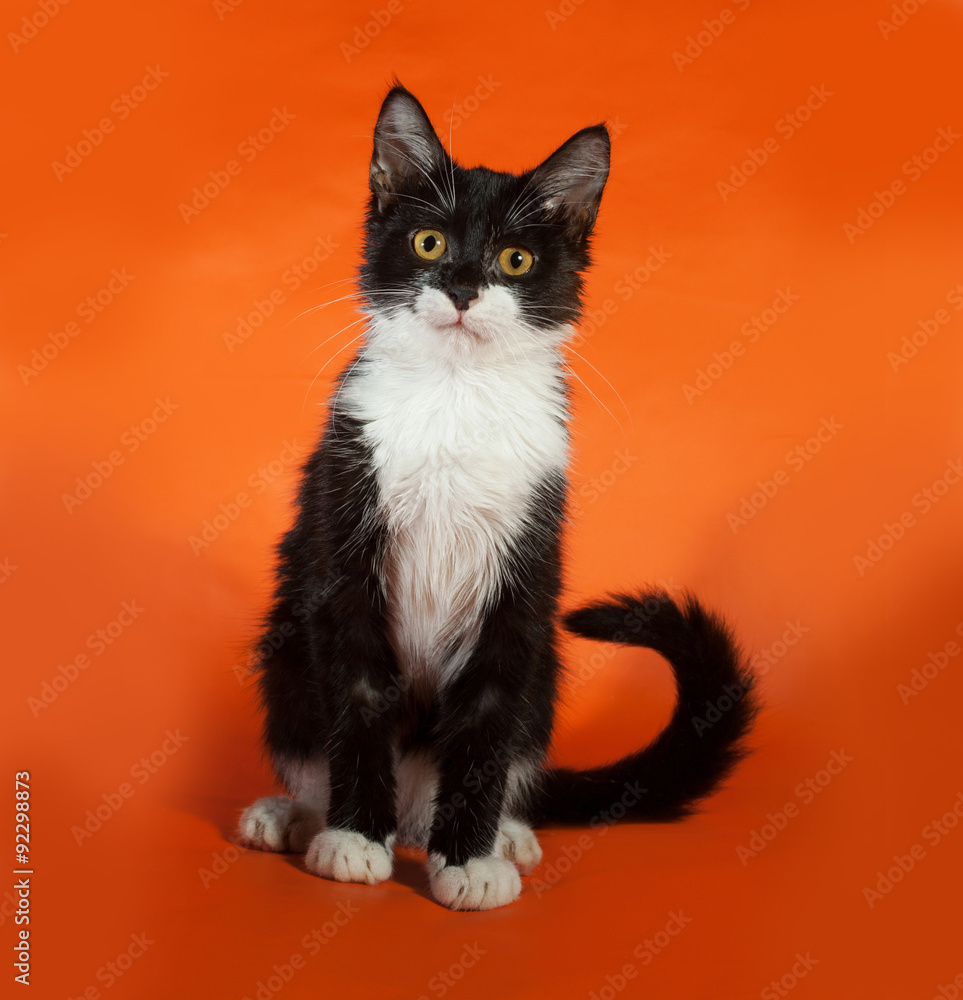 Black and white kitten sitting on orange