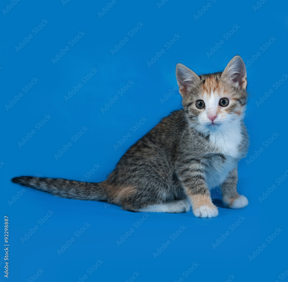 Tricolor striped kitten sitting on blue