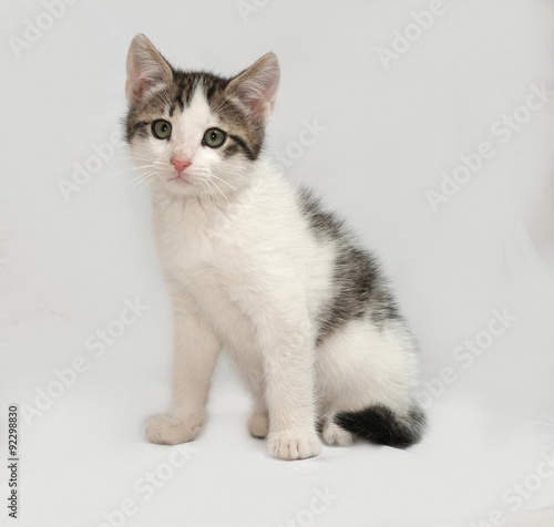 Striped and white kitten sitting on gray