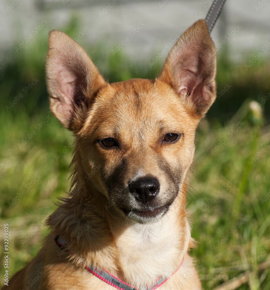 Red dog stands on background of grass Red dog stands on background of grass