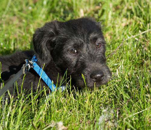 Bearded black dog lying on green grass