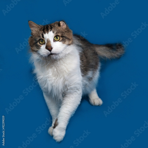 White and fluffy tabby cat standing on blue © Hanna Darzy