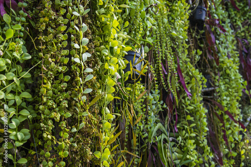 Принти на полотні fern garden indoor