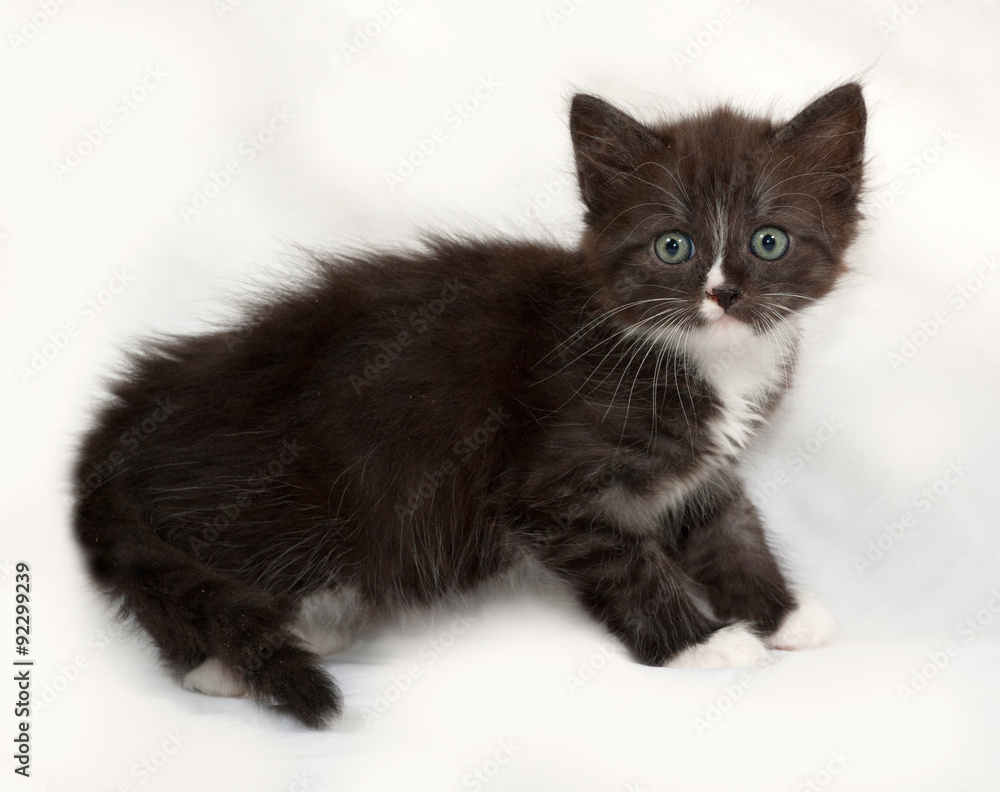 Siberian fluffy black and white kitten standing on gray