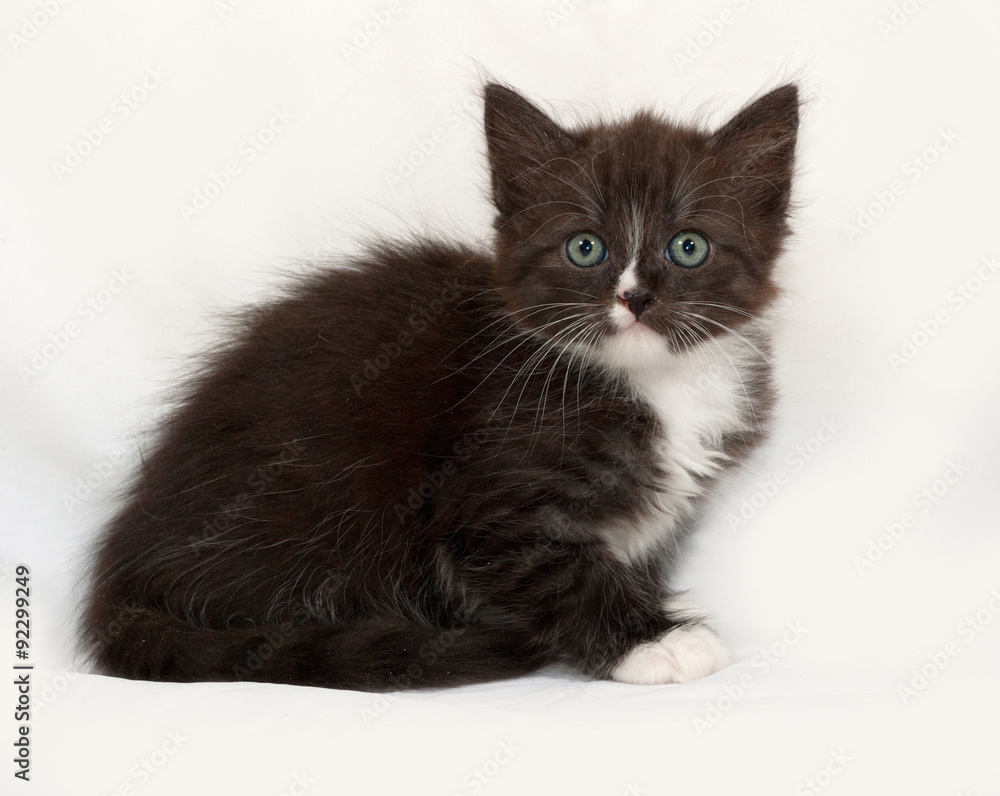 Siberian fluffy black and white kitten sitting on gray