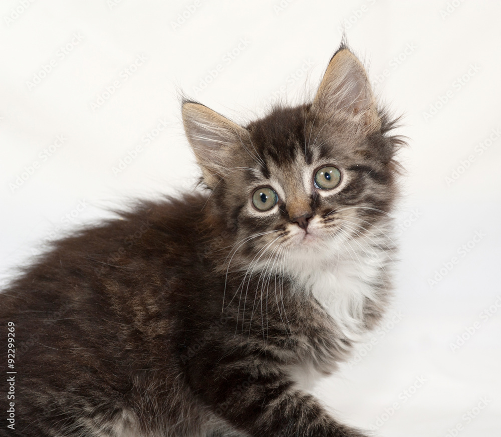 Siberian fluffy tabby kitten sitting on gray