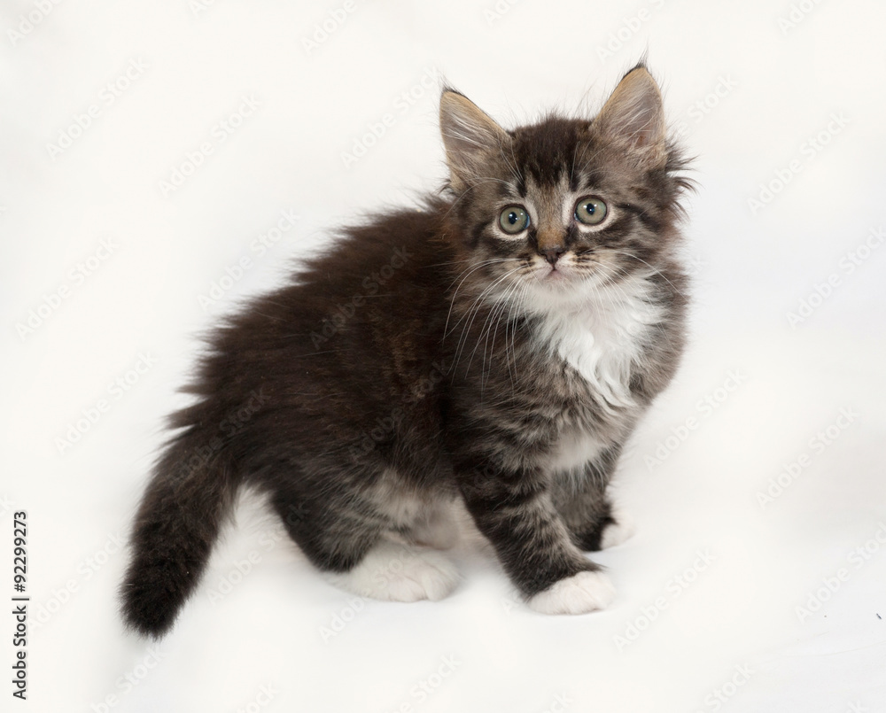Siberian fluffy tabby kitten standing on gray