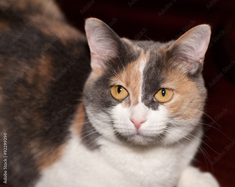 Tricolor cat on background of room