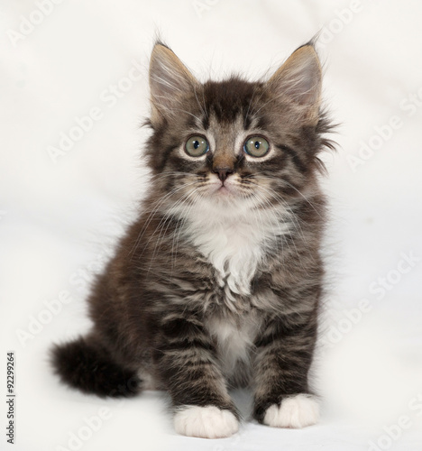 Siberian fluffy tabby kitten sitting on gray © Hanna Darzy