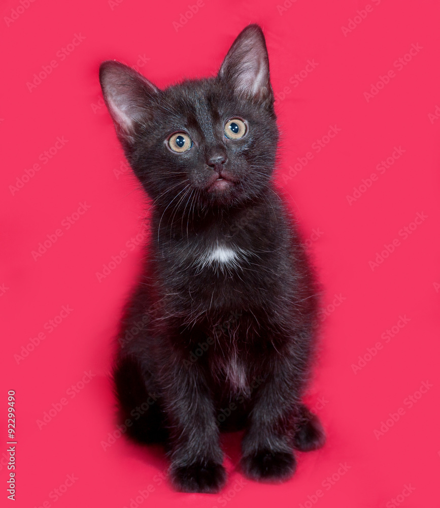 Fototapeta premium Small black kitten sitting on red
