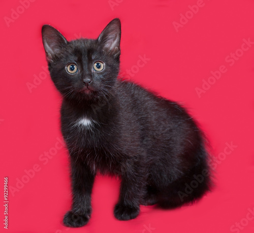 Small black kitten sitting on red