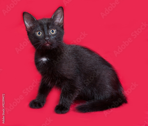 Small black kitten sitting on red
