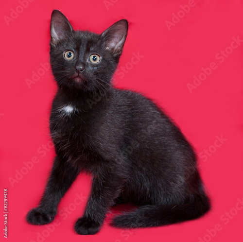 Small black kitten sitting on red