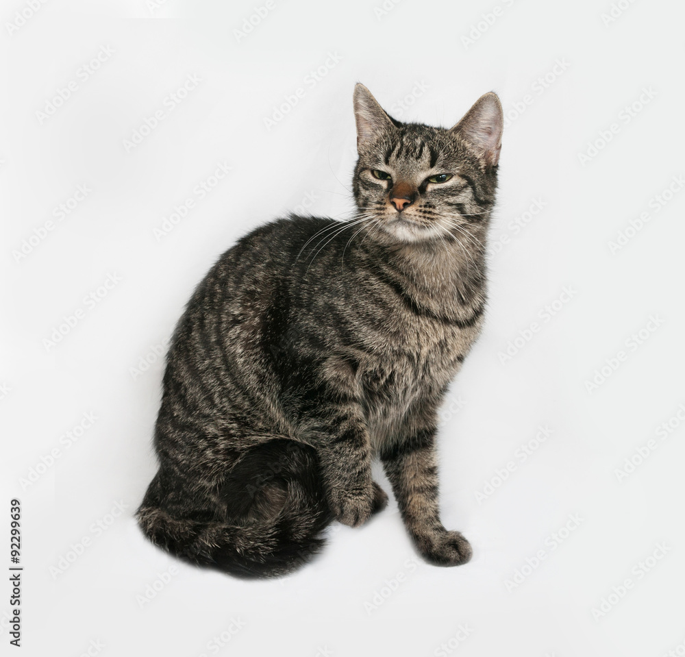 Striped cat sitting on gray Striped cat sitting on gray