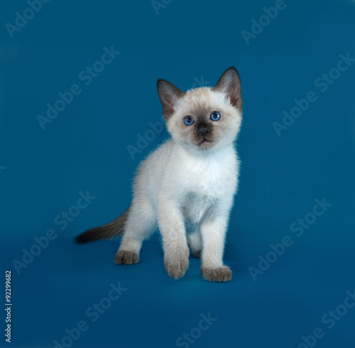 Thai white kitten standing on blue