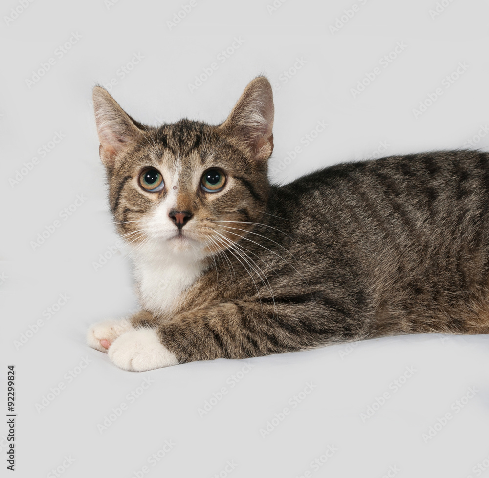 Fototapeta premium Striped and white kitten lying on gray