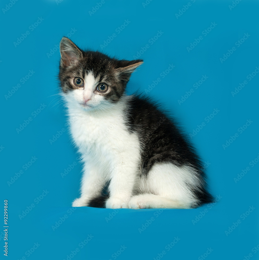 Striped and white kitten sitting on blue