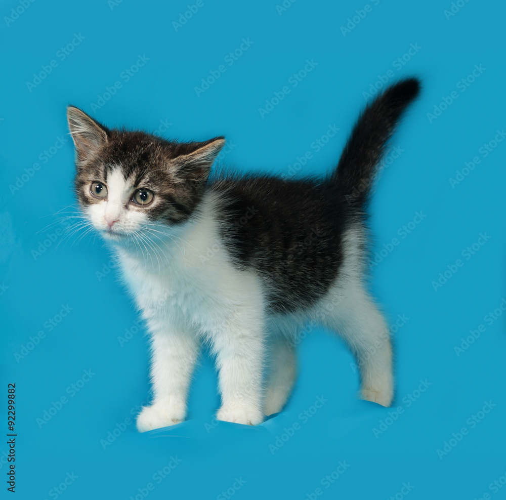 Striped and white kitten standing on blue