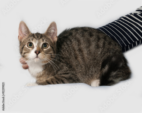 Striped and white kitten lying on gray