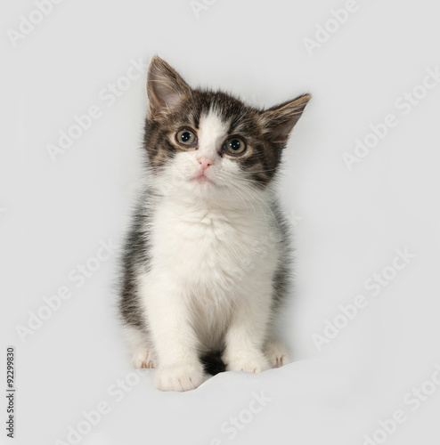 Striped and white kitten sitting on gray