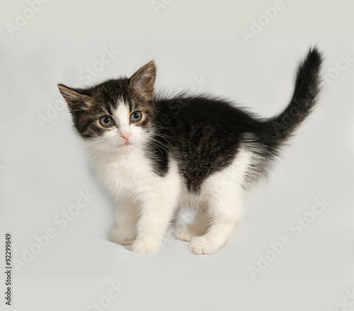 Striped and white kitten standing on gray