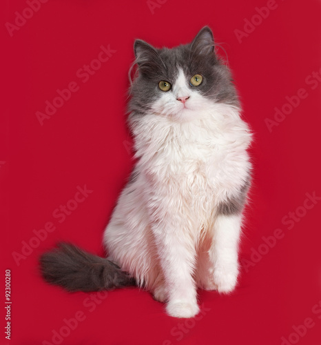 Fluffy gray and white kitten sitting on red