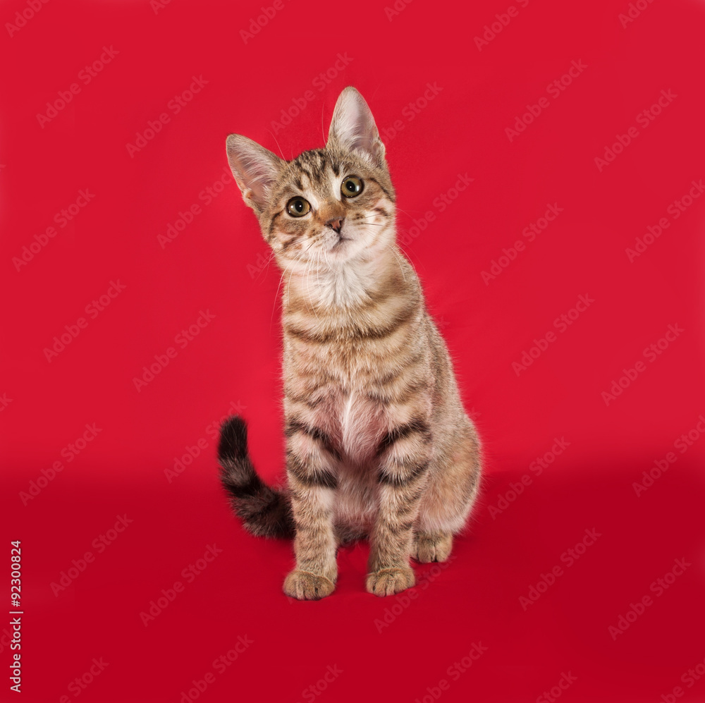 Obraz premium Striped kitten sitting on red