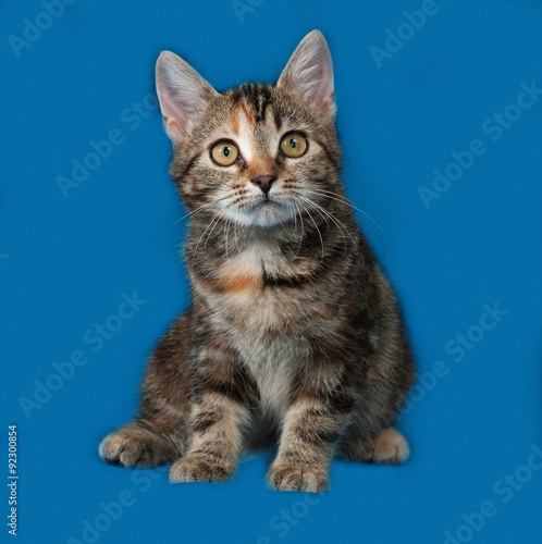 Tricolor kitten sitting on blue