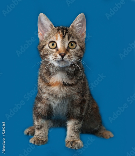 Tricolor kitten sitting on blue