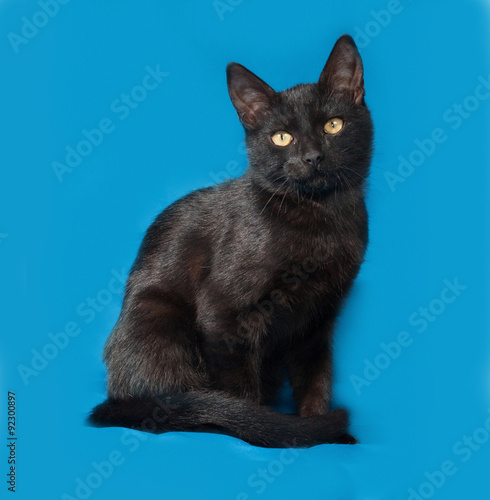 Black kitten sitting on blue © Hanna Darzy
