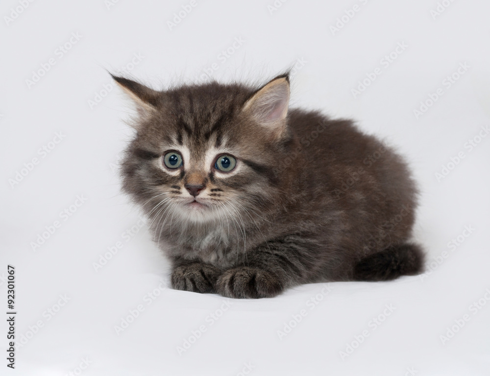 Striped and white fluffy kitten lies on gray