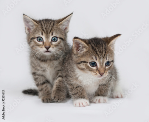 Two striped and white fluffy kitten sitting on gray