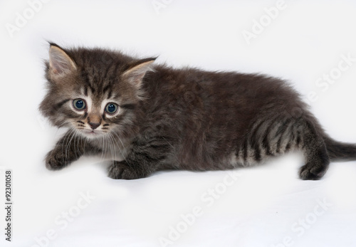 Fototapeta Naklejka Na Ścianę i Meble -  Striped and white fluffy kitten going on gray