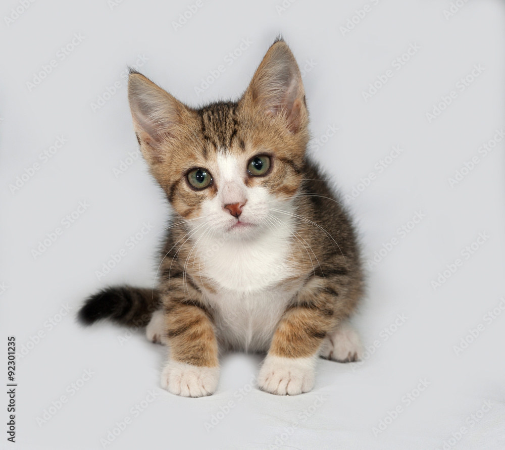 Striped and white kitten sitting on gray Striped and white kitten sitting on gray