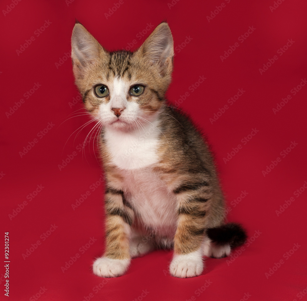 Striped and white kitten sitting on red