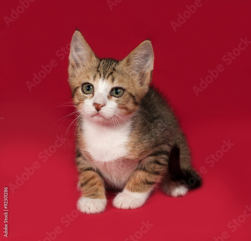 Striped and white kitten sitting on red