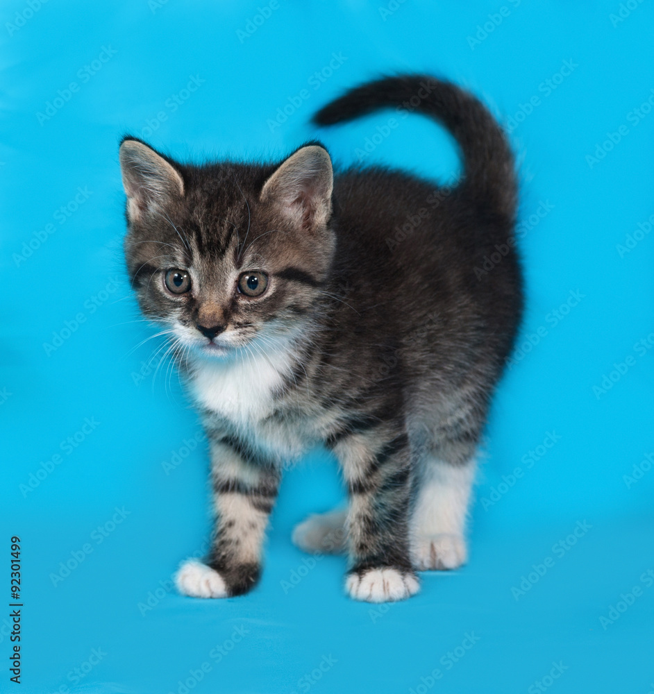 Little tabby and white kitten standing on blue