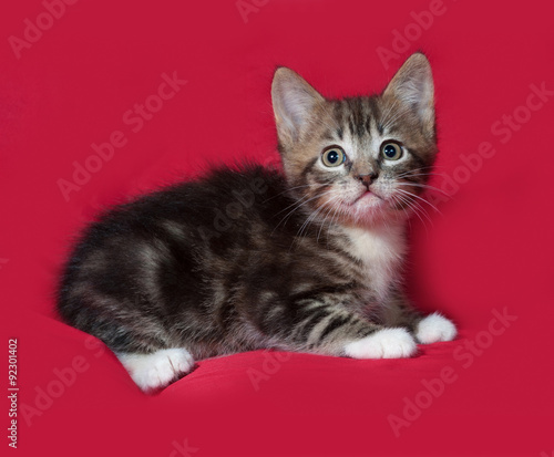 Striped and white kitten lying on red