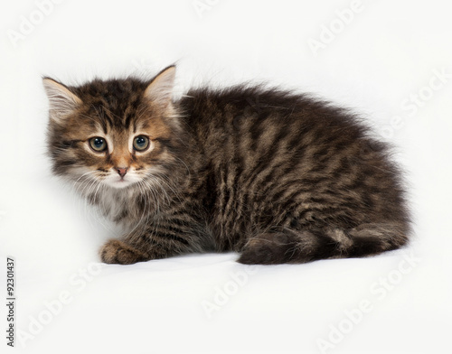 Fluffy Siberian striped kitten sitting on gray © Hanna Darzy